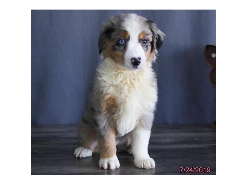 Miniature American Shepherd