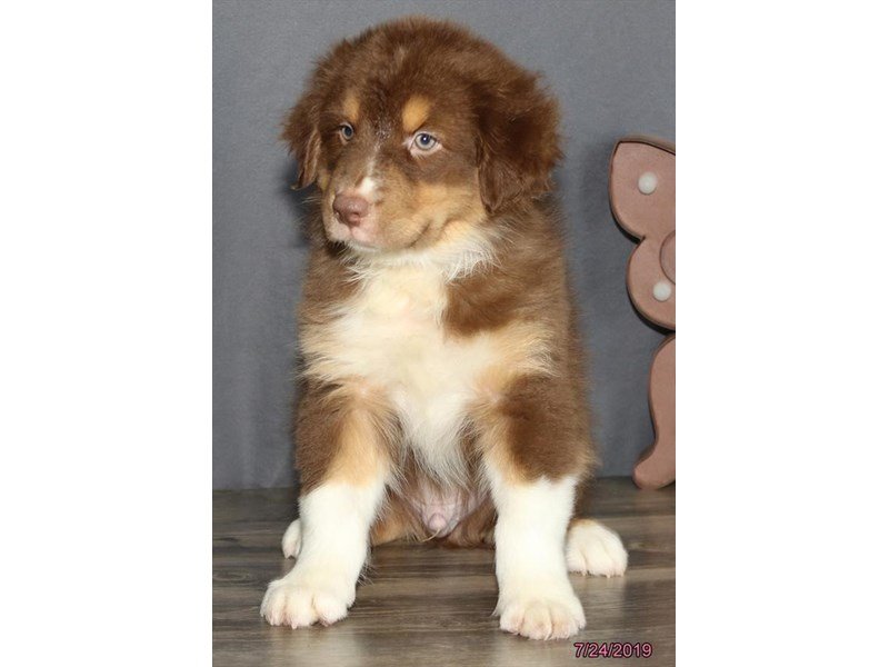 red tri aussie puppy