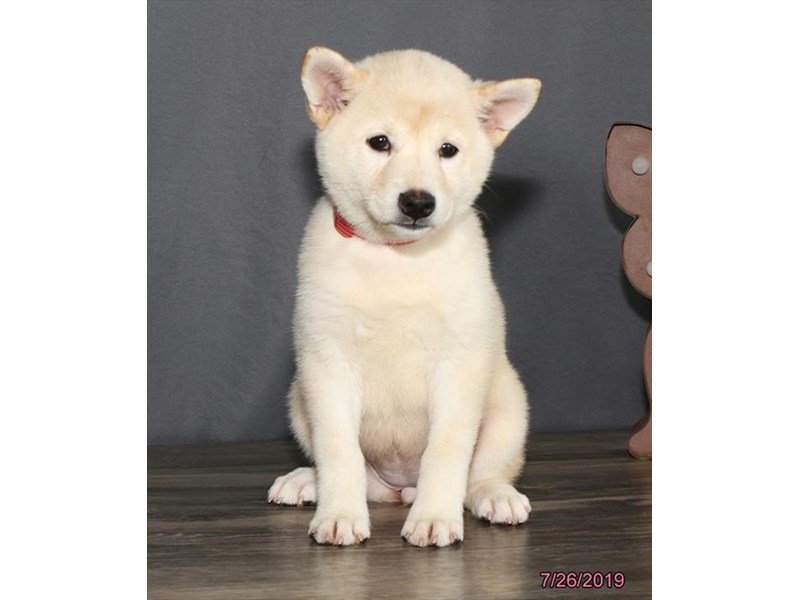 What Is The Best Dog Food For A Shiba Inu
