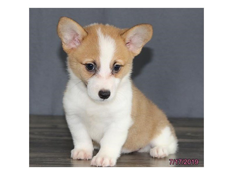 Pembroke Welsh Corgi
