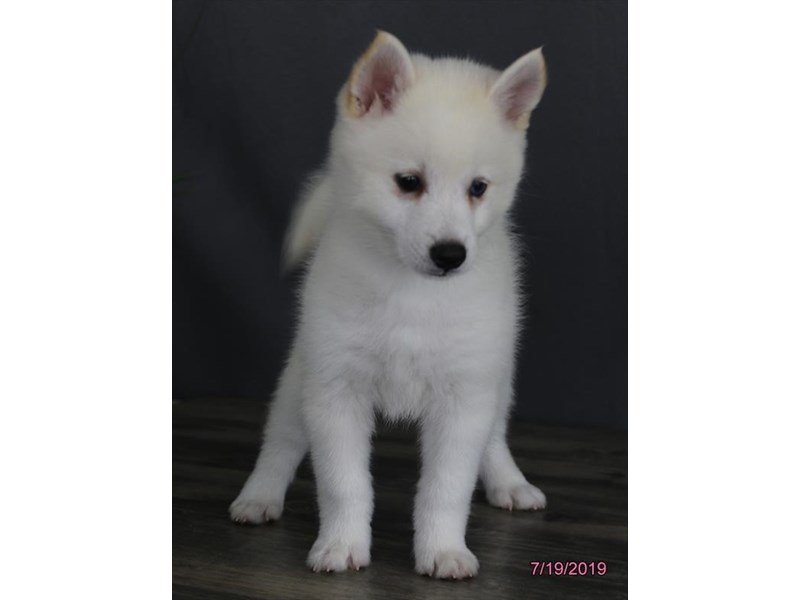 Kleekimo puppies shop for sale