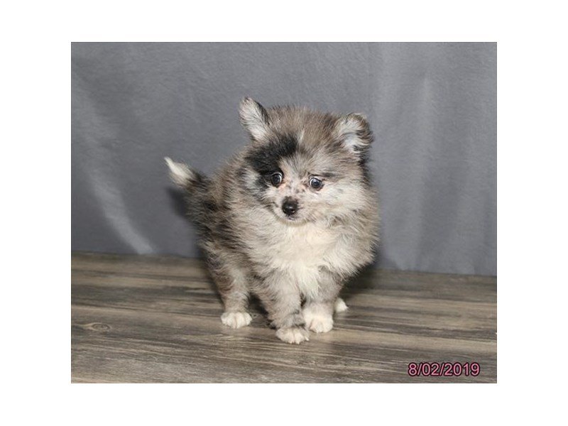Pomeranian