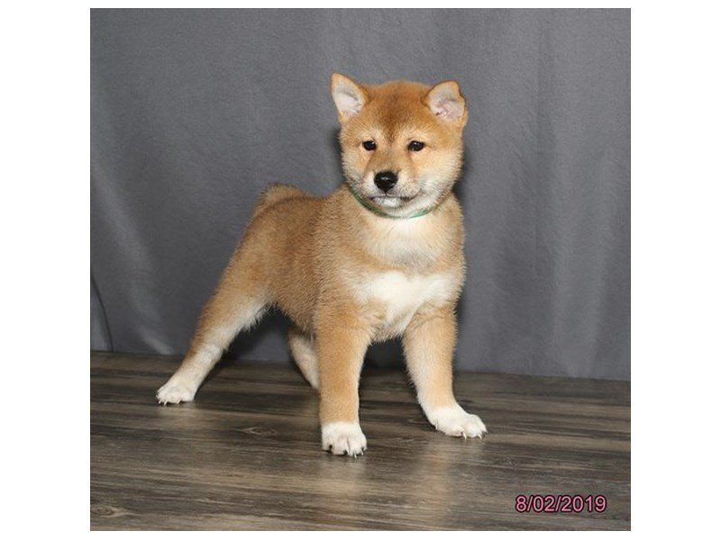 Shiba Inu