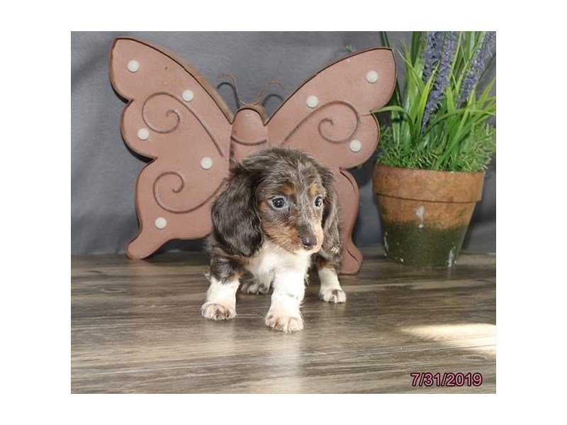 Dachshund