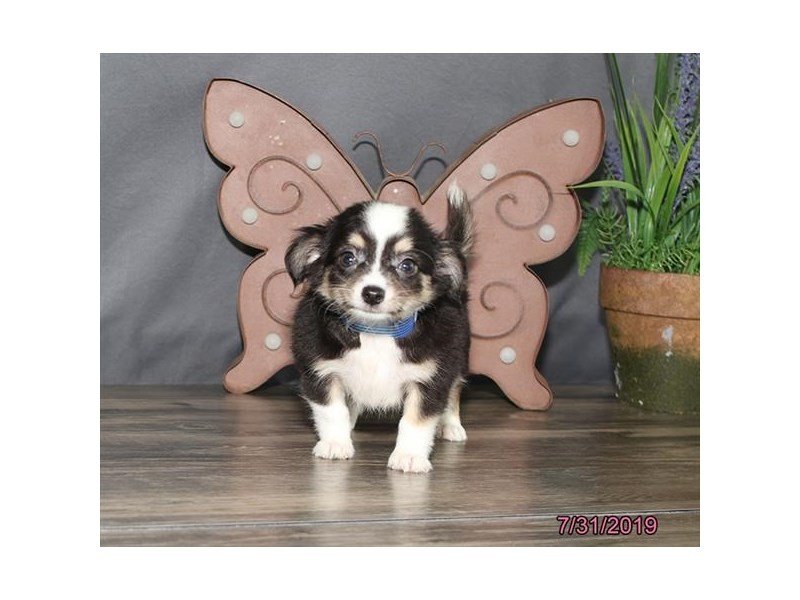 Chihuahua