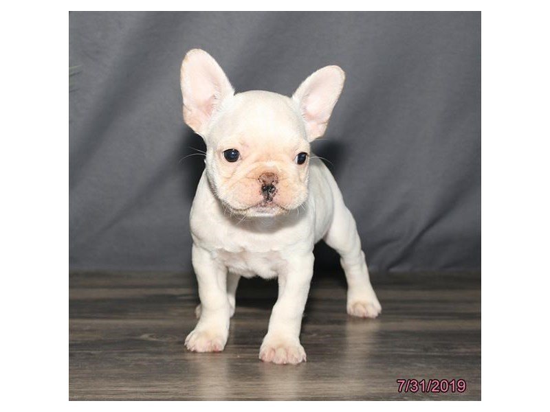 French Bulldog