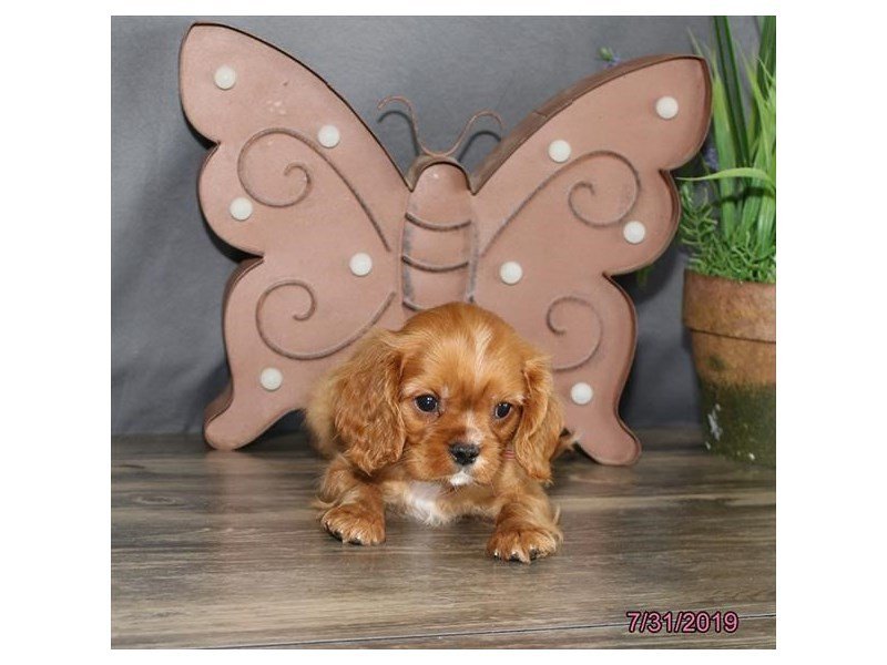 Cavalier King Charles Spaniel