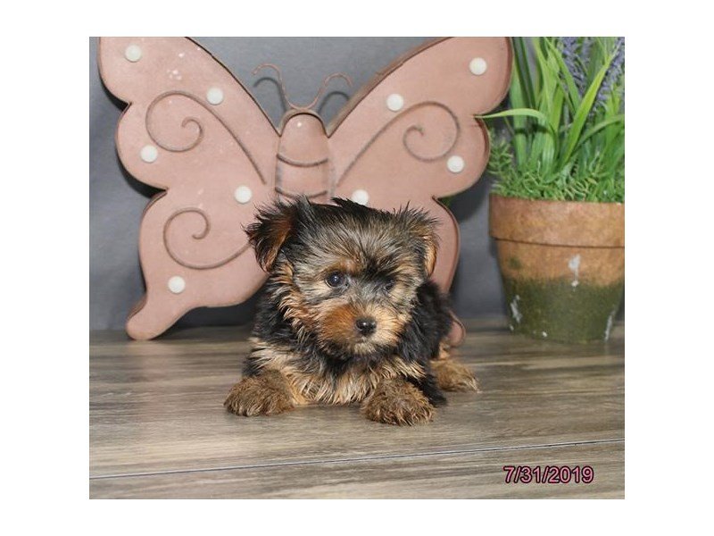 Yorkshire Terrier