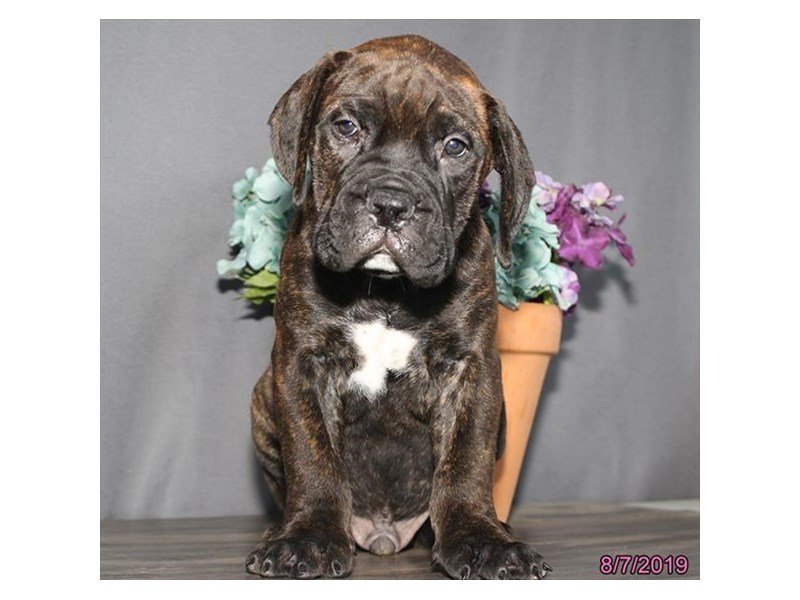 Bullmastiff