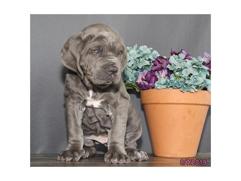Neapolitan Mastiff