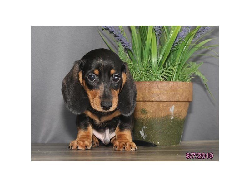 Dachshund