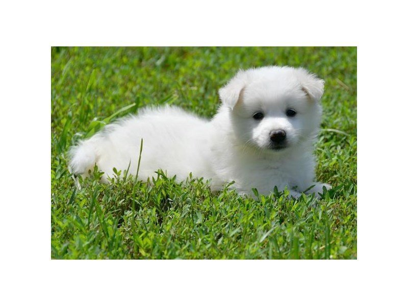 American Eskimo Dog