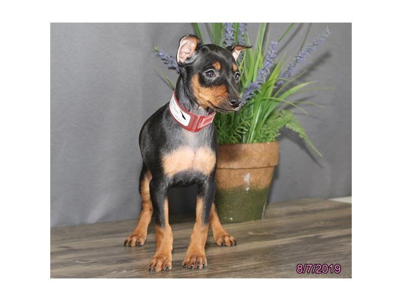 Miniature Pinscher