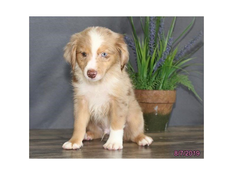 Miniature Australian Shepherd