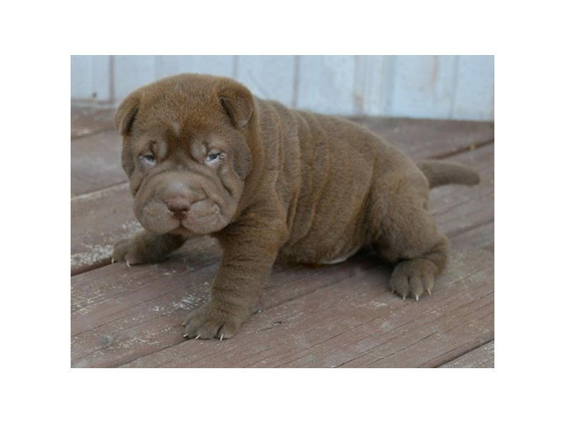 Chinese SharPeiDOGMaleChocolate2426971Petland Carriage Place