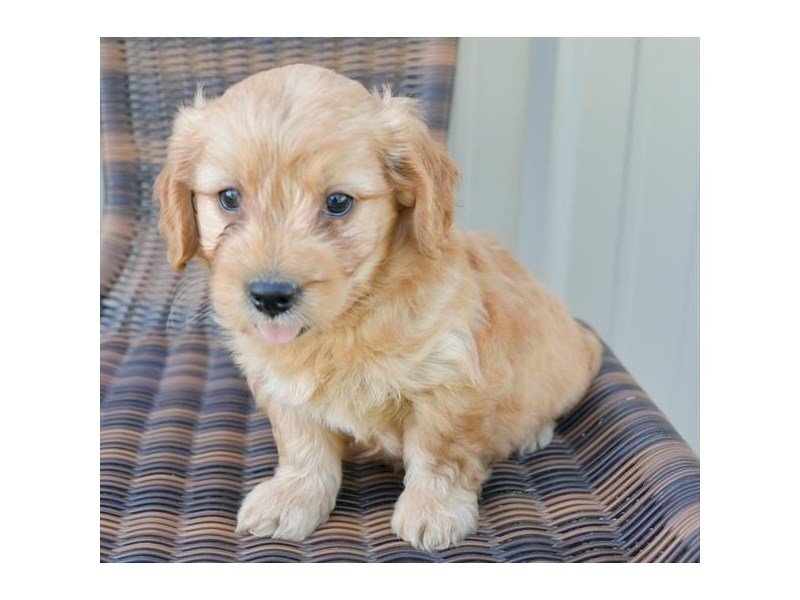Goldendoodle Mini 2nd Gen