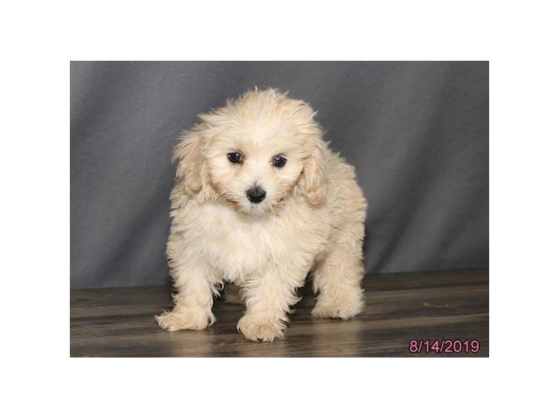 Maltipoo