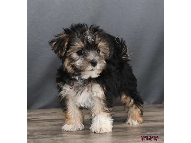 Morkie