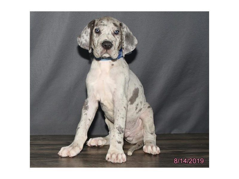 Great Dane