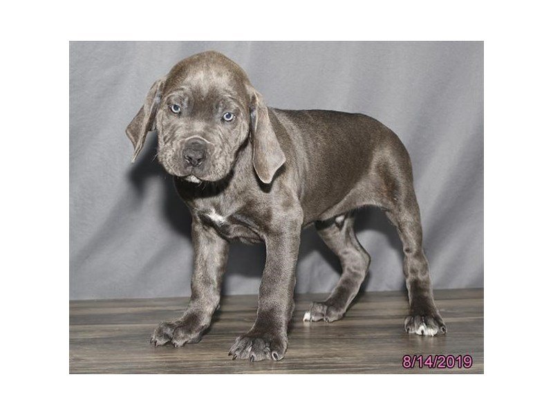 Cane Corso