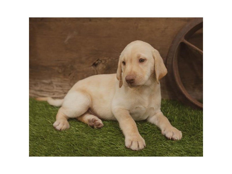 Labrador Retriever