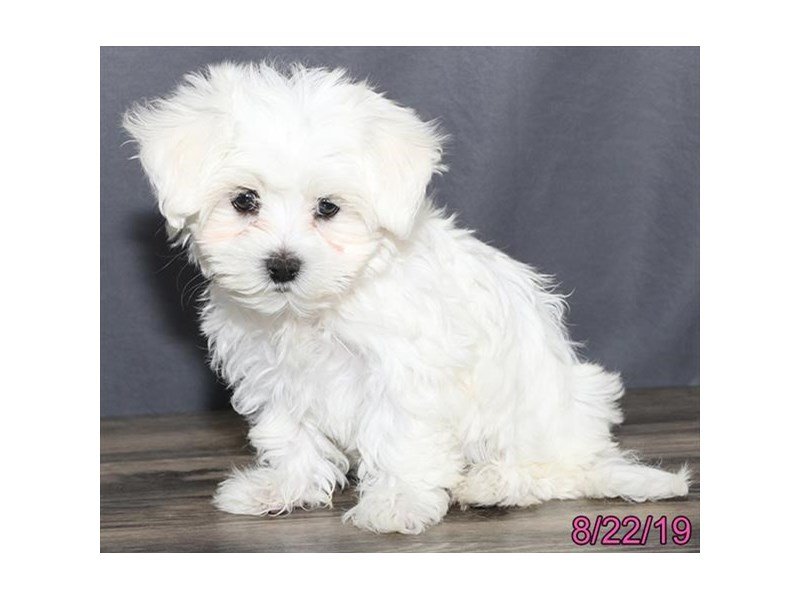 Maltese