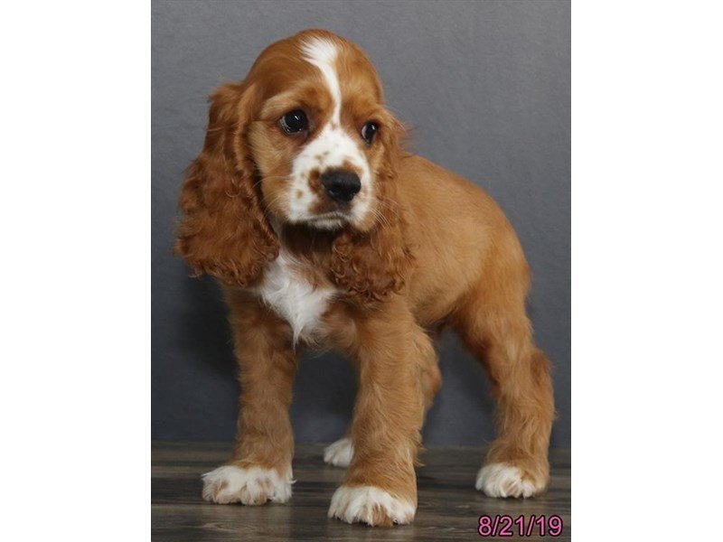 buff cocker spaniel puppy