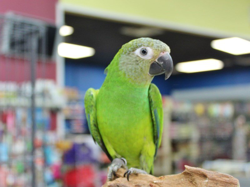 dusky conure for sale