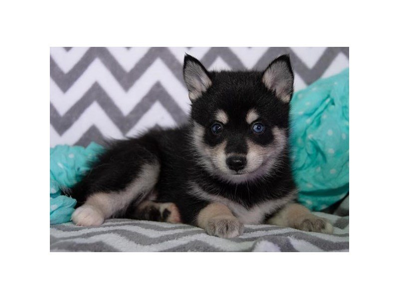 Pomsky