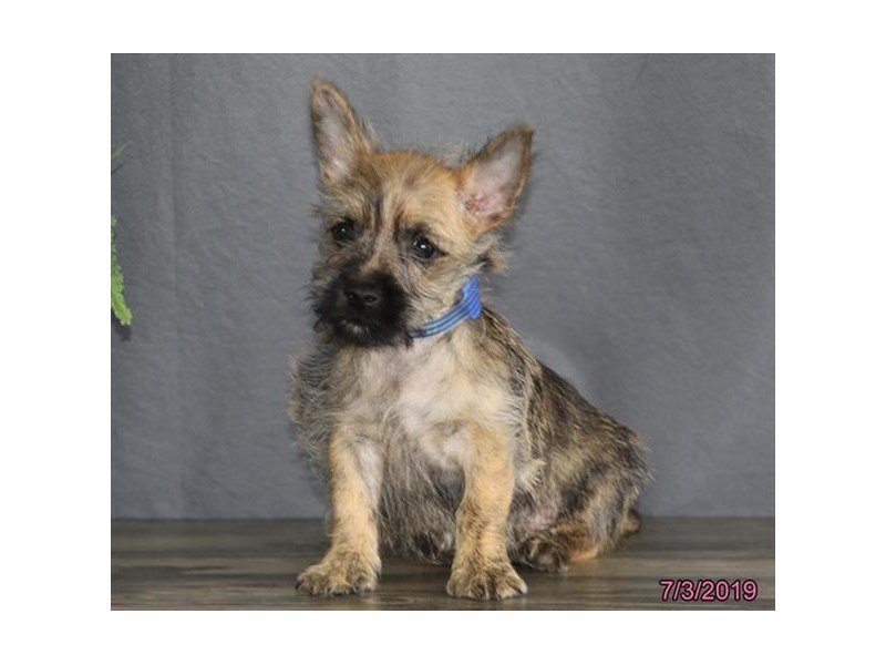 Cairn Terrier Puppies Petland Carriage Place