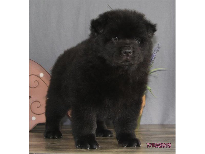 Chow Chow