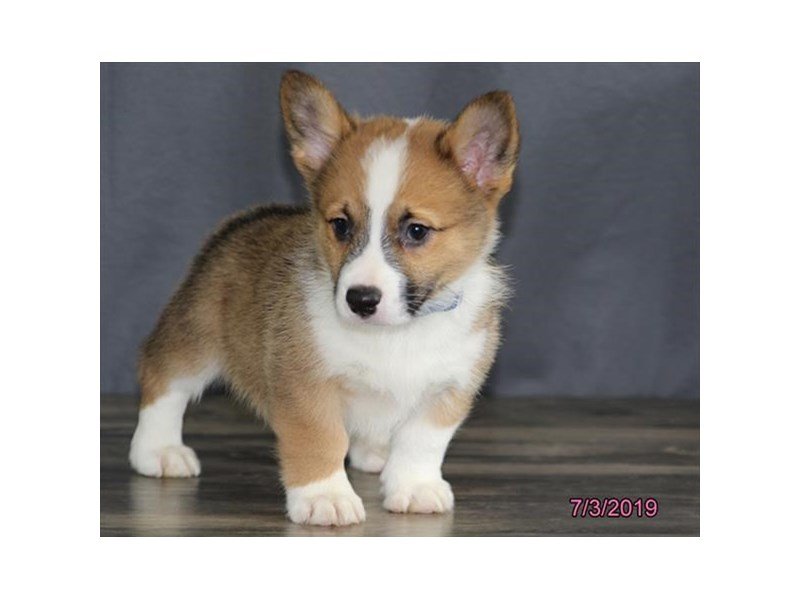 Pembroke Welsh Corgi