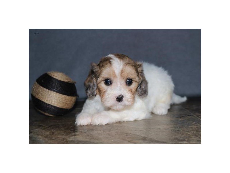 sable and white cavachon