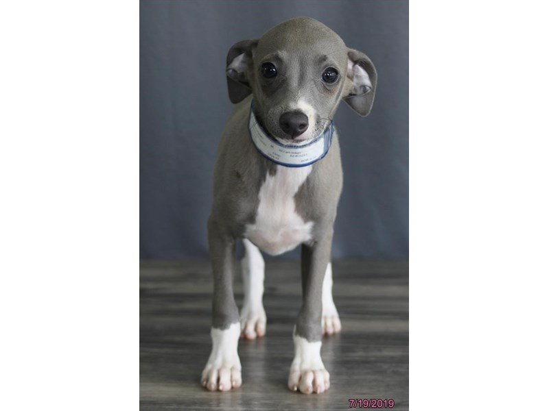 blue greyhound puppy