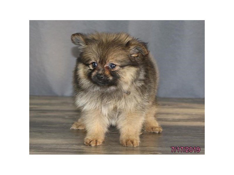 Pomeranian