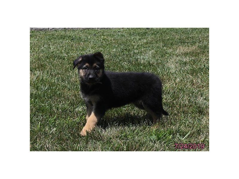 German Shepherd Dog