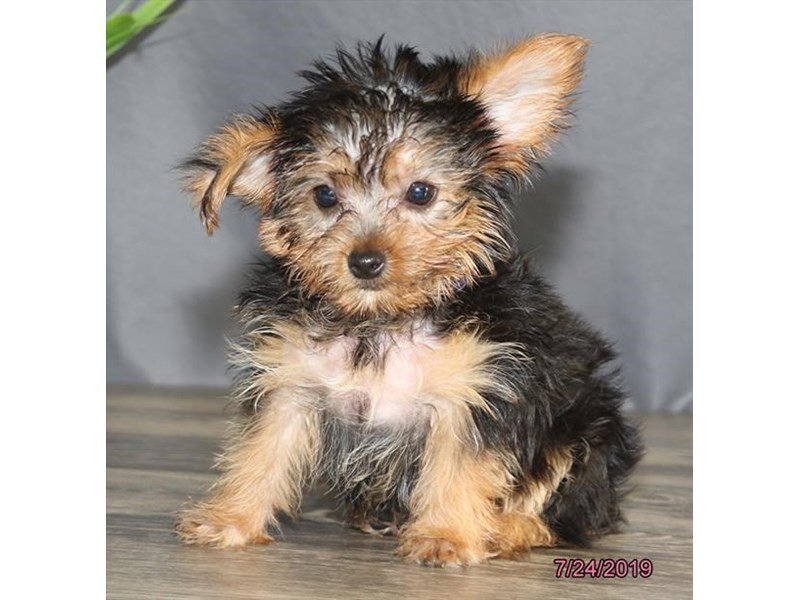 Yorkshire Terrier