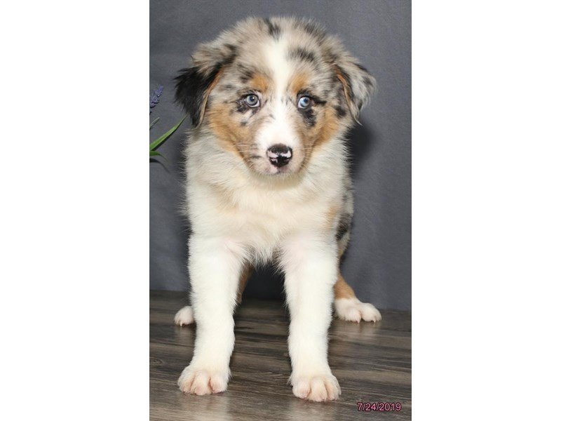 Australian Shepherd