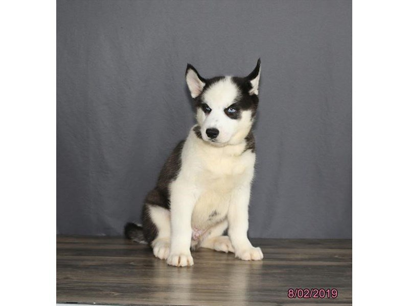 Siberian Husky