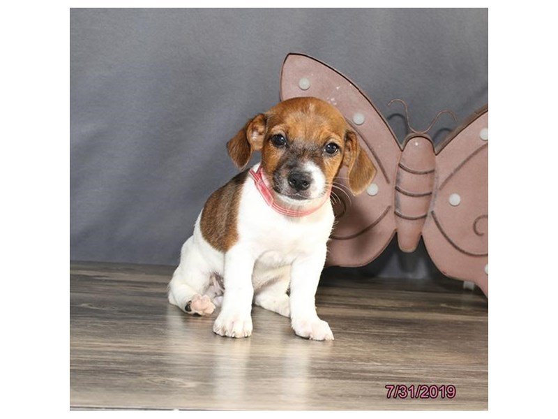 Jack Russell Terrier