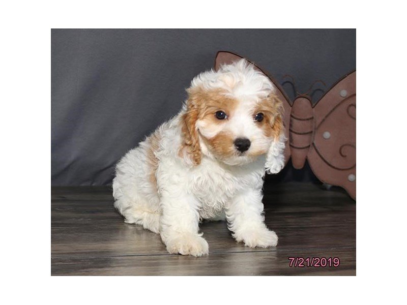Cavapoo