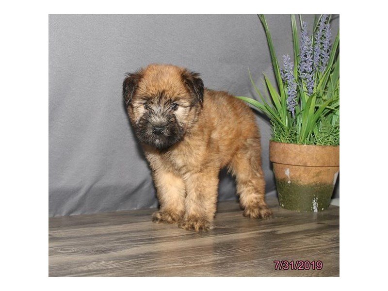 Soft Coated Wheaten Terrier