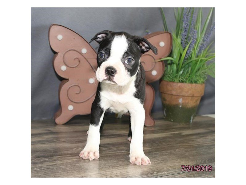 Boston Terrier