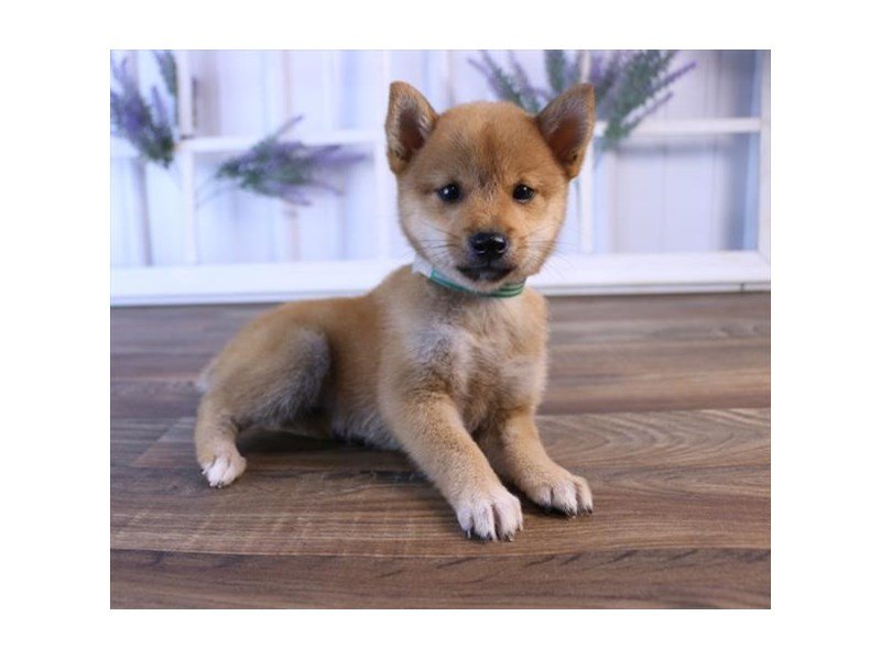 Shiba Sesame-2433592-Petland Columbus, Ohio