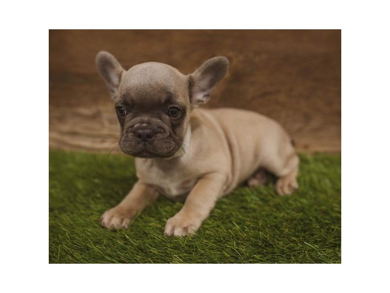 French Bulldog