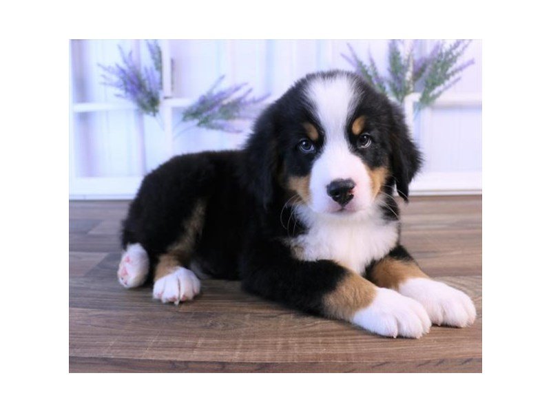 Bernese Mountain Dog