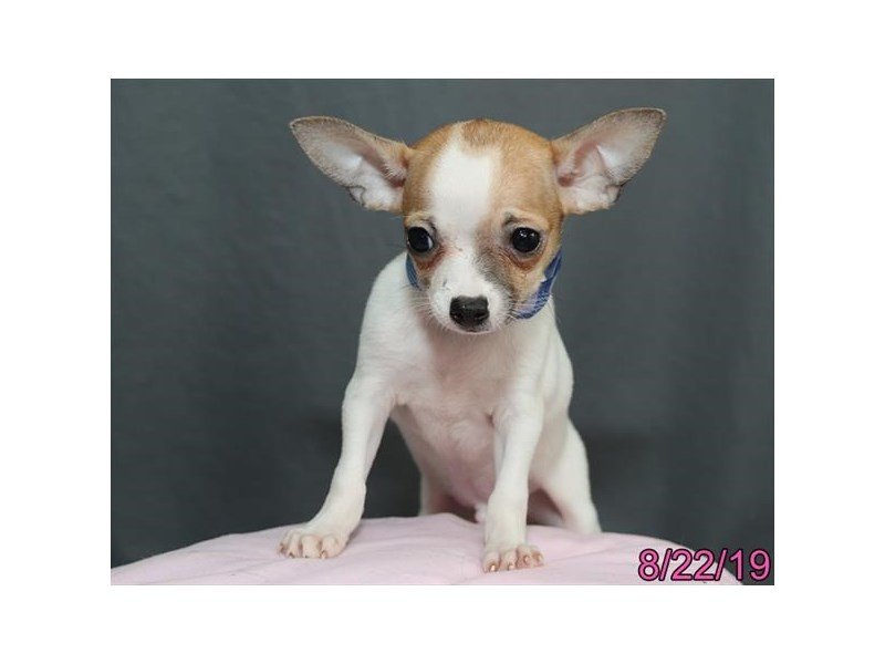 Chihuahua
