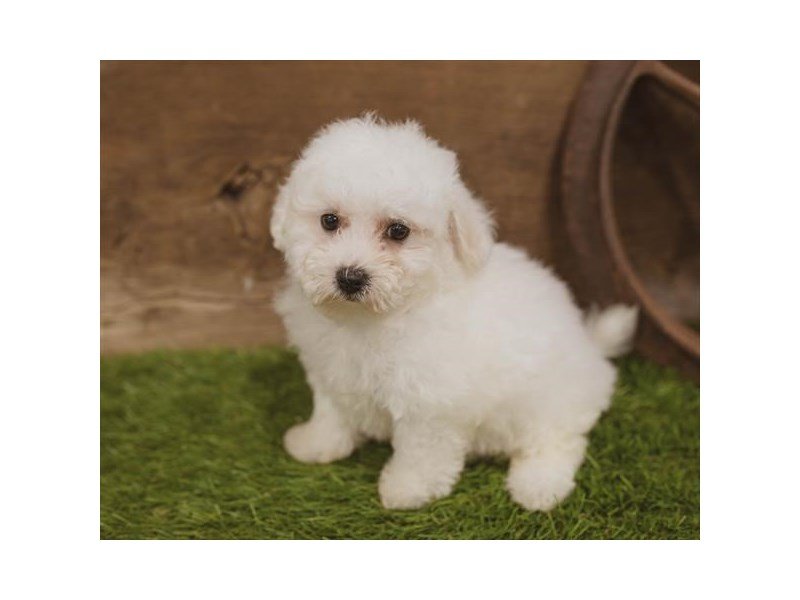 Bichon Frise