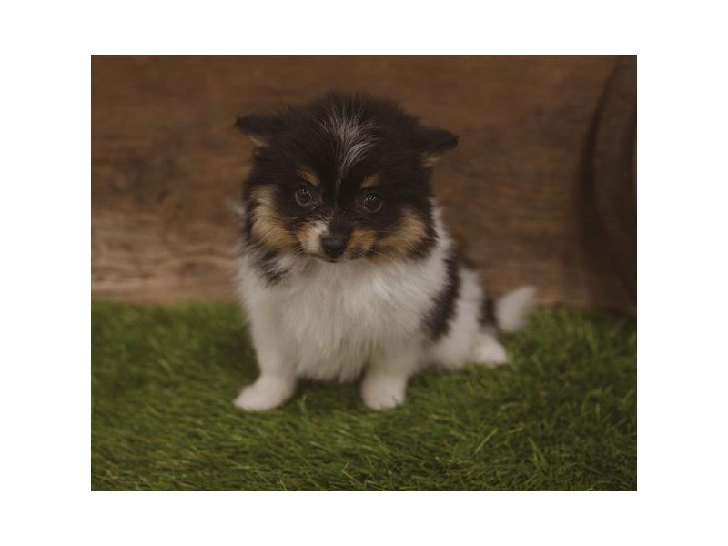 Pomeranian