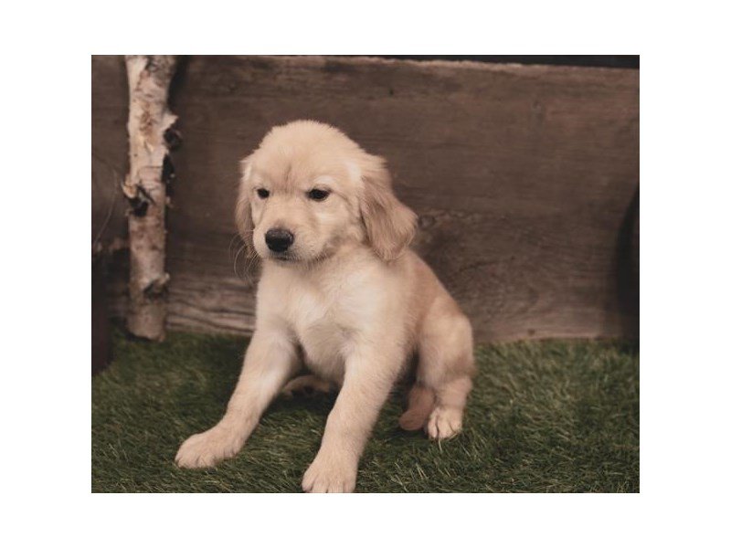 Golden Retriever